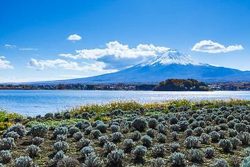 Image showing Mountain Fuji and field