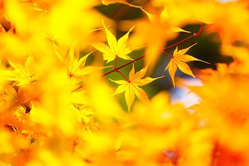 Image showing Yellow maple in autumn