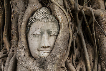 Image showing Buddha head in banyan tree