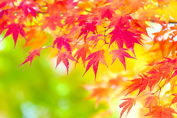 Image showing Autumn maple leaves