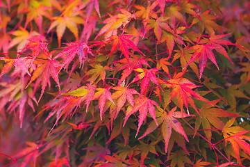 Image showing Autumn maple 