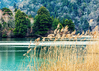 Image showing Forest and lake