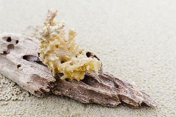 Image showing Driftwood and coral on beach