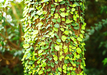 Image showing Ivy on tree bark