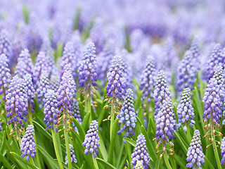 Image showing Purple muscari botryoides