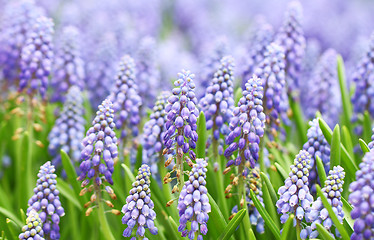 Image showing Purple muscari botryoides