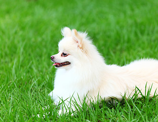 Image showing White Pomeranian dog sitting on the grass