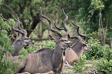 Image showing Kudu antelopes