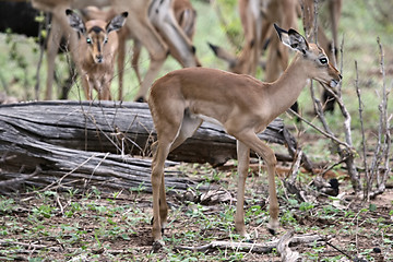 Image showing Baby impala antelopes