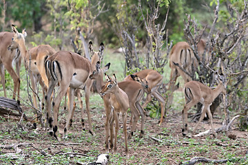 Image showing Baby impala antelopes