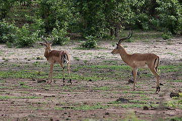 Image showing male impala antelopes