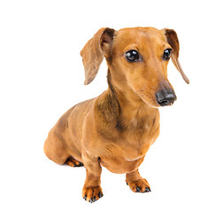 Image showing Dachshund Dog