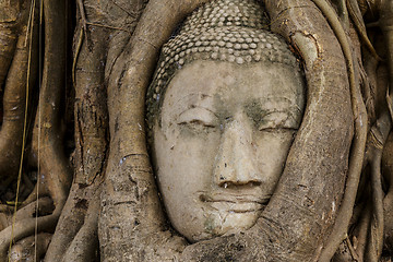 Image showing Buddha head in tree