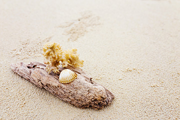 Image showing Driftwood and coral on beach