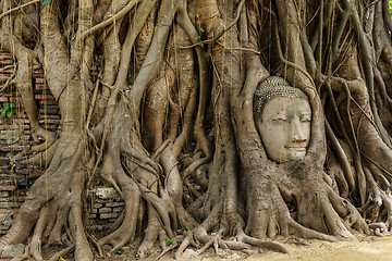 Image showing Buddha head in old tree