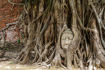 Image showing Buddha head in old tree