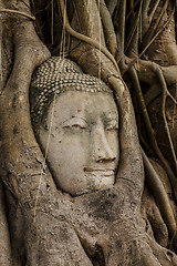 Image showing Buddha head in old tree