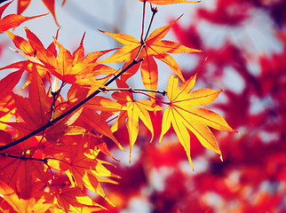 Image showing Autumn maple