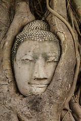 Image showing Buddha head in tree