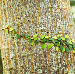 Image showing Ivy on tree bark