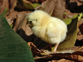 Image showing baby chicken in the box