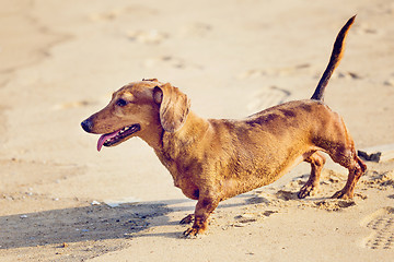 Image showing Dachshund Dog in beach