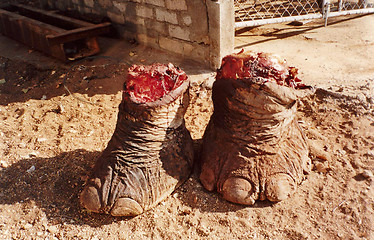 Image showing elephant legs