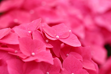 Image showing Pink hydrangea flower