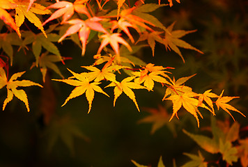 Image showing Autumn maple leaves