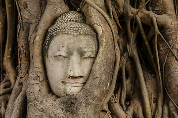 Image showing Buddha head in banyan tree