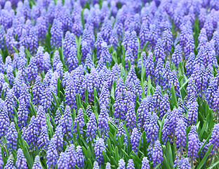 Image showing Purple muscari botryoides