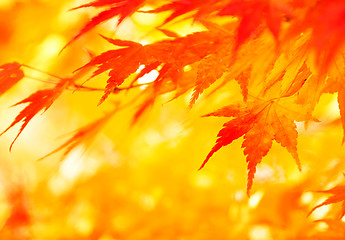 Image showing Autumn maple leaves