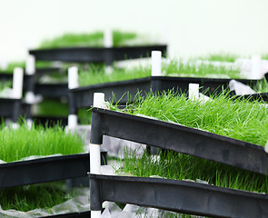 Image showing Green grass in tray