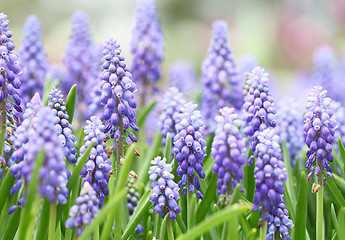 Image showing Purple muscari botryoides