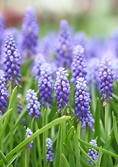 Image showing Purple muscari botryoides field 