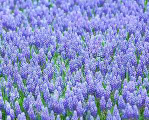 Image showing Purple muscari botryoides