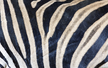 Image showing Zebra skin texture