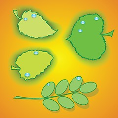 Image showing Set of leaves