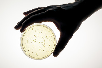 Image showing petri dish