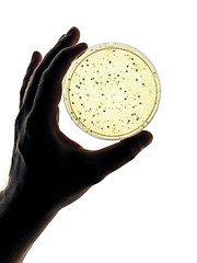 Image showing petri dish