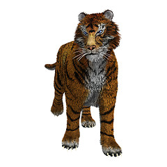 Image showing Tiger