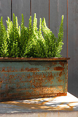 Image showing Green plants in sunlight