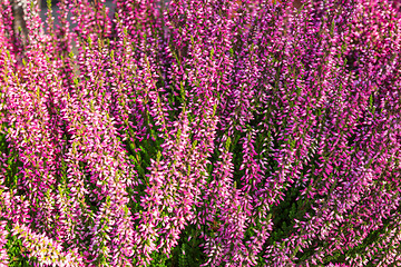 Image showing Blooming heather