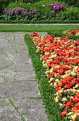 Image showing Begonias growing along the stone path