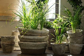 Image showing Green plants in old clay pots