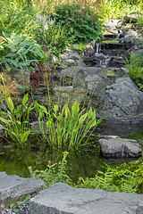 Image showing Garden decorated with stones and aquatic plants
