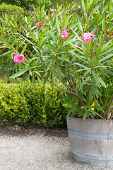 Image showing Blooming azalea in the garden