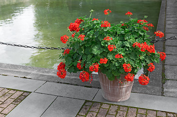 Image showing Blooming red geraniums