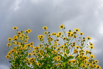 Image showing Yellow daisies against cloudy sky