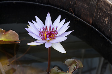 Image showing Purple lotus in dark water